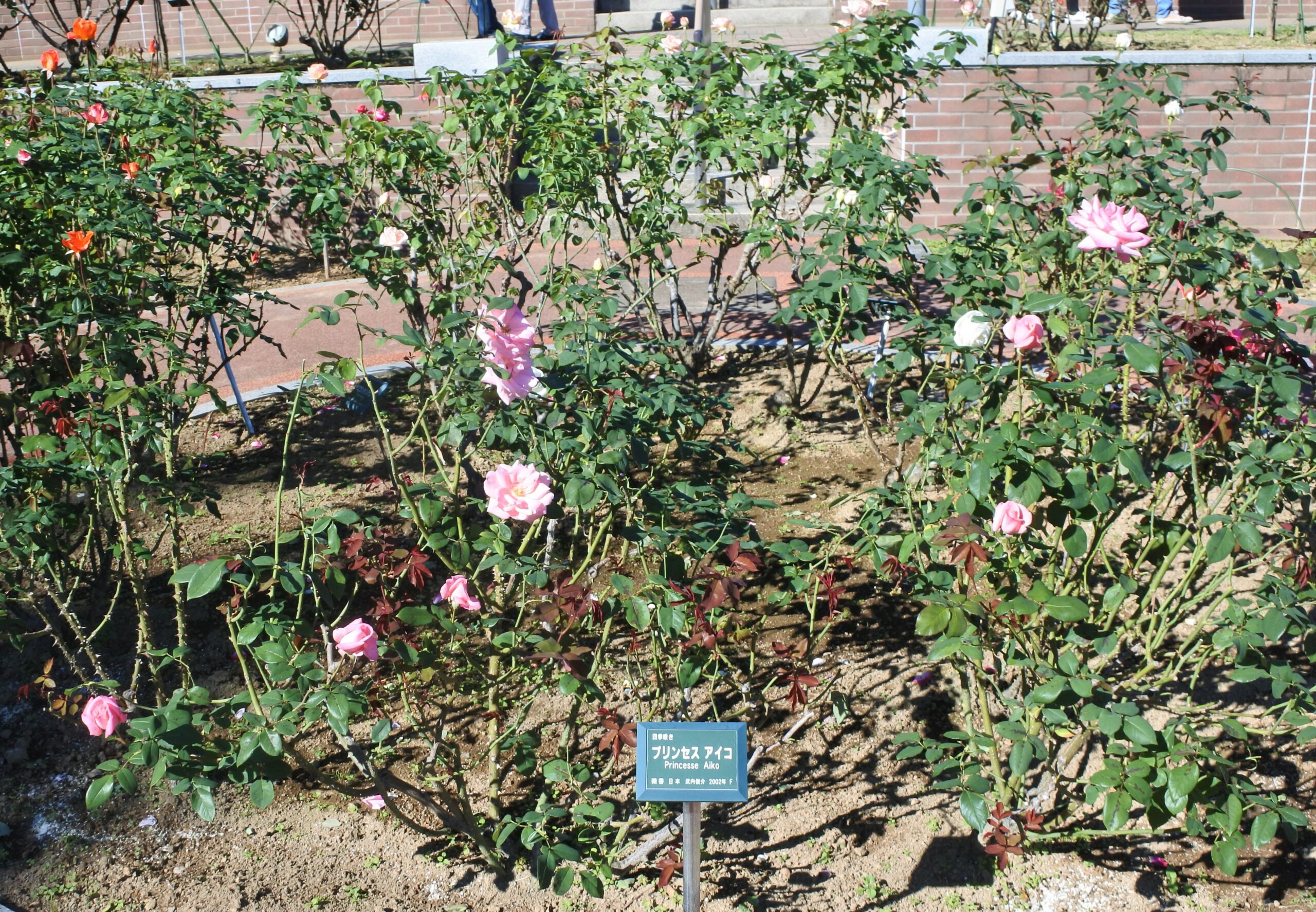 敷島公園門倉テクノばら園