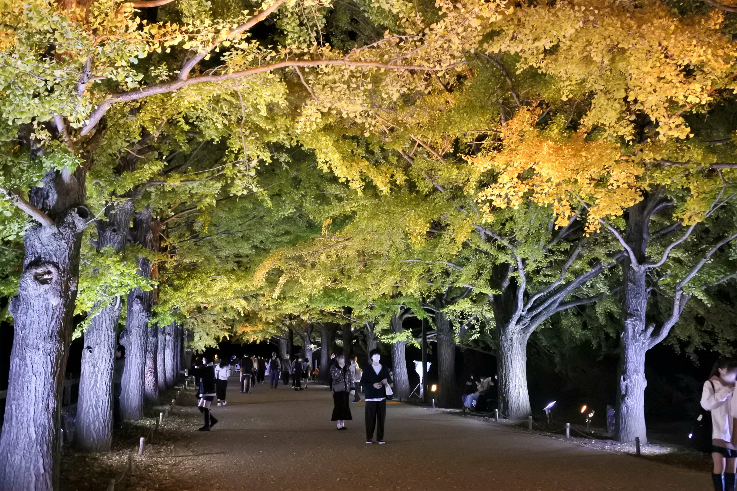 国営昭和記念公園「秋の夜散歩」