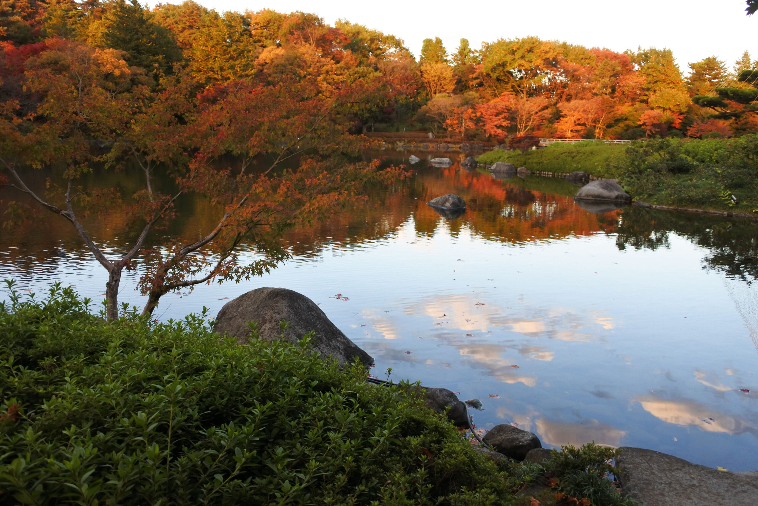 国営昭和記念公園「秋の夜散歩」