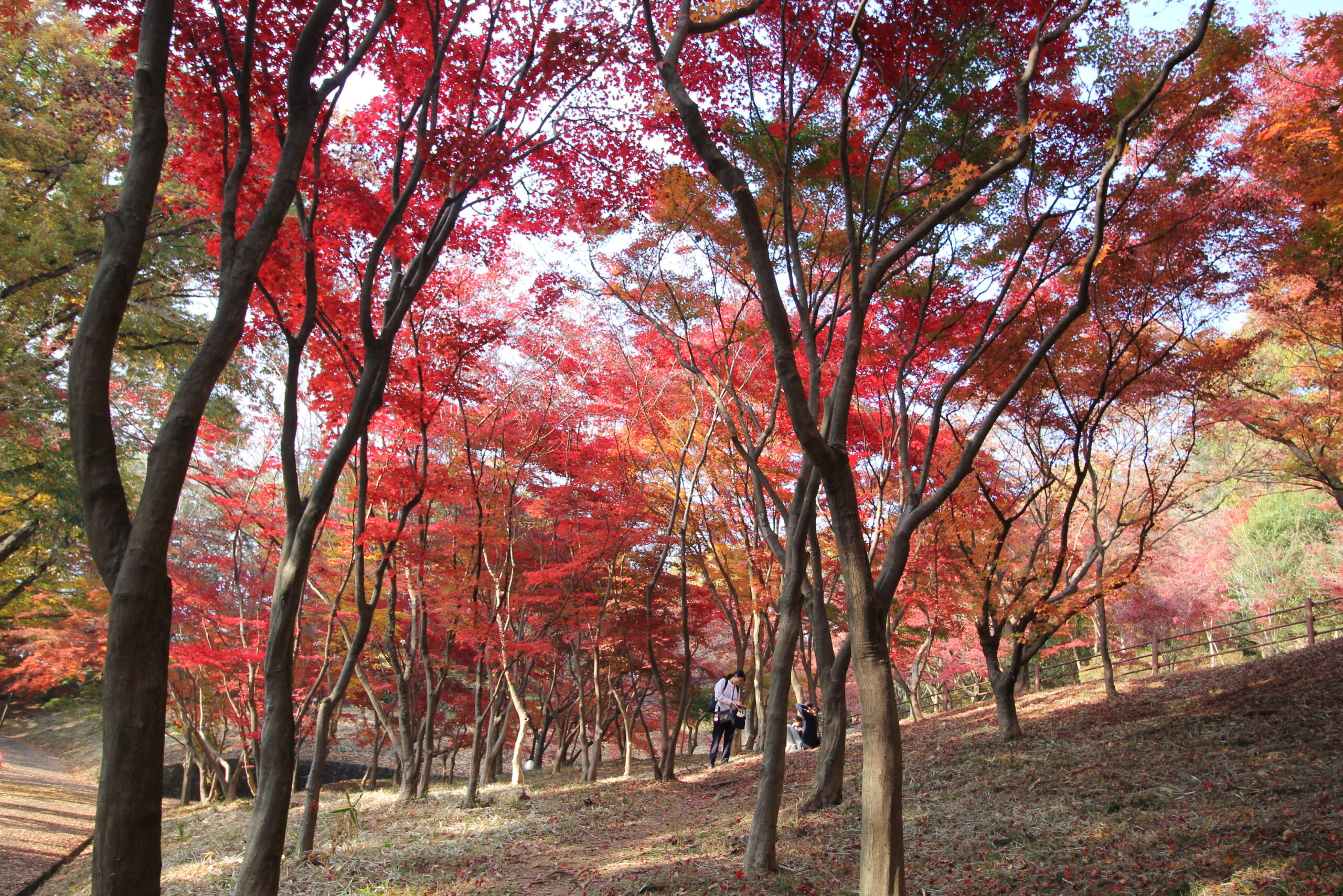 織姫公園もみじ谷