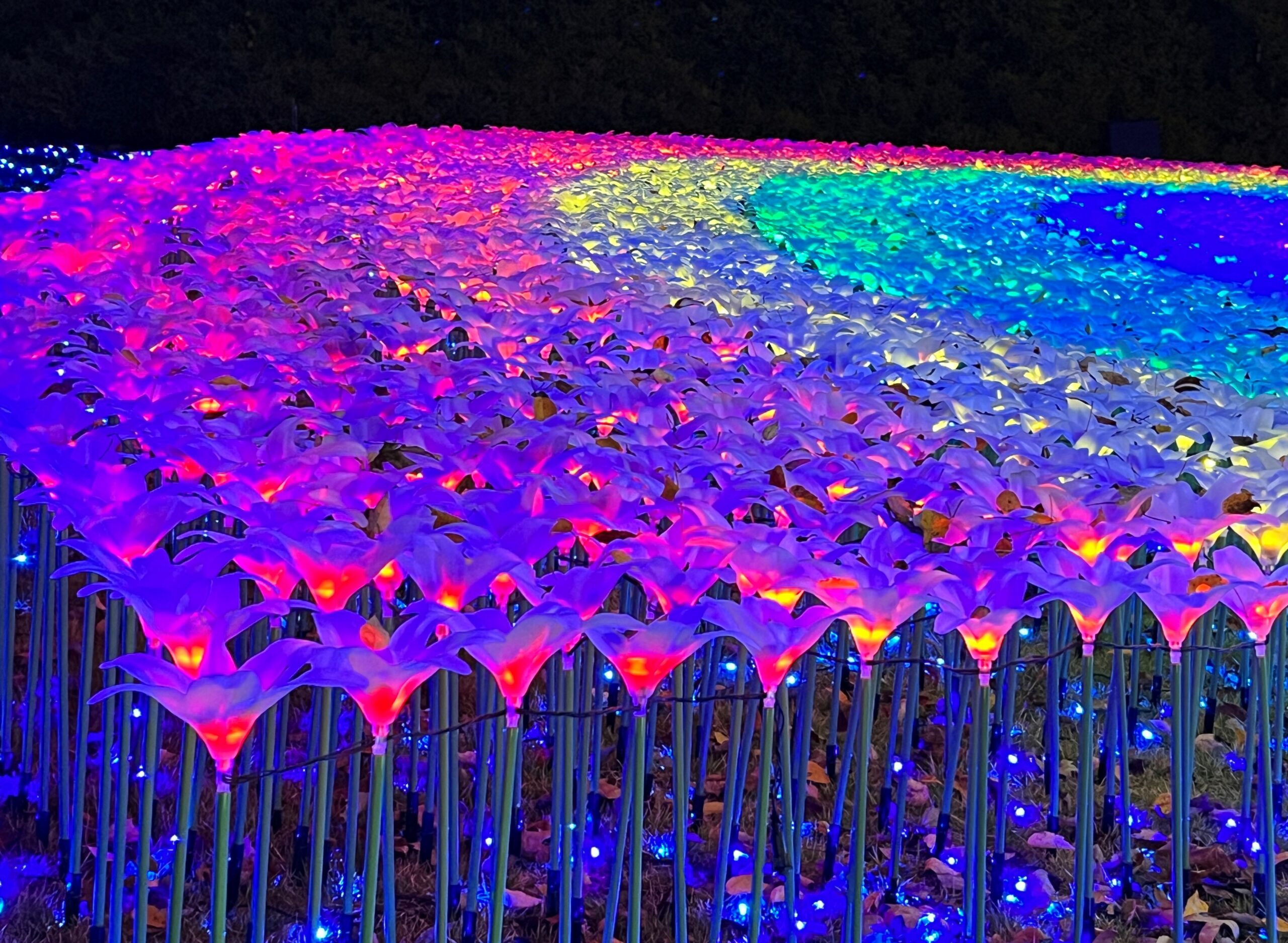 修善寺虹の郷サンクスイルミ