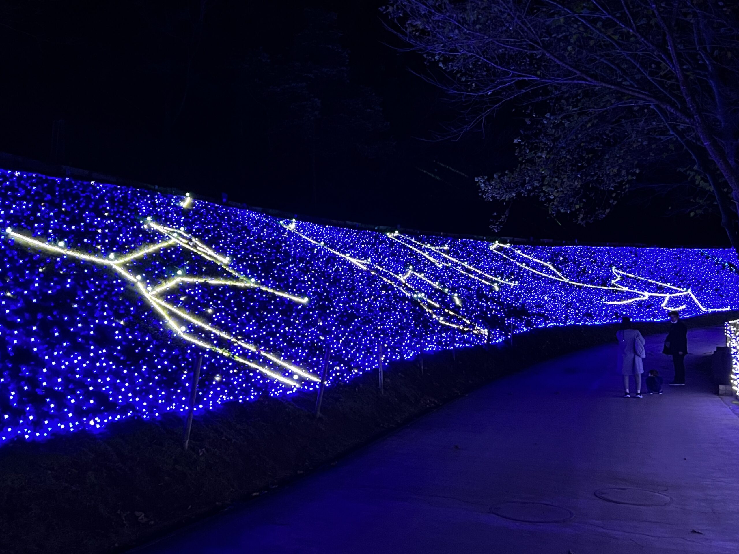 修善寺虹の郷サンクスイルミ