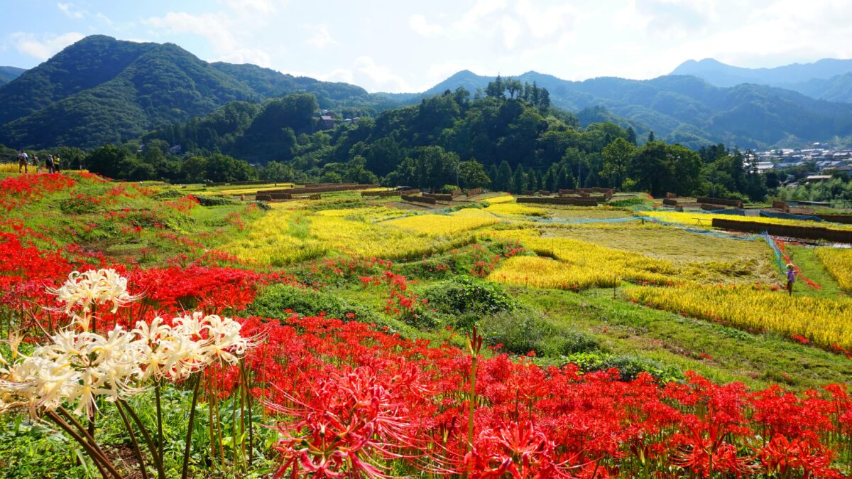 寺坂棚田彼岸花まつり