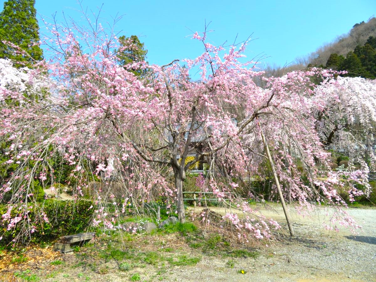 長瀞の桜