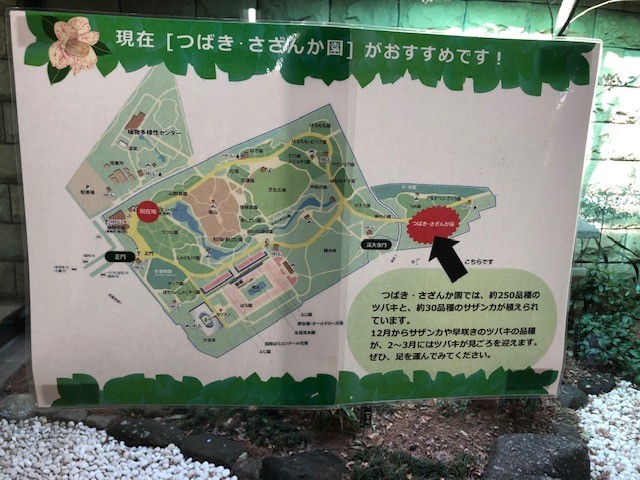 神代植物公園〈椿ウイーク〉色とりどりの椿と湧水のパワー