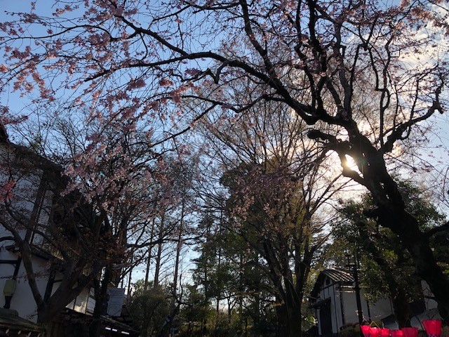 神代植物公園〈椿ウイーク〉色とりどりの椿と湧水のパワー
