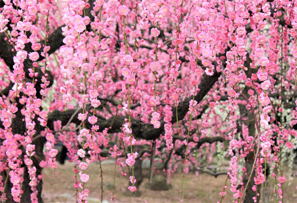 SNSでも話題！三重「結城神社」のご神苑に香るしだれ梅が美しすぎる