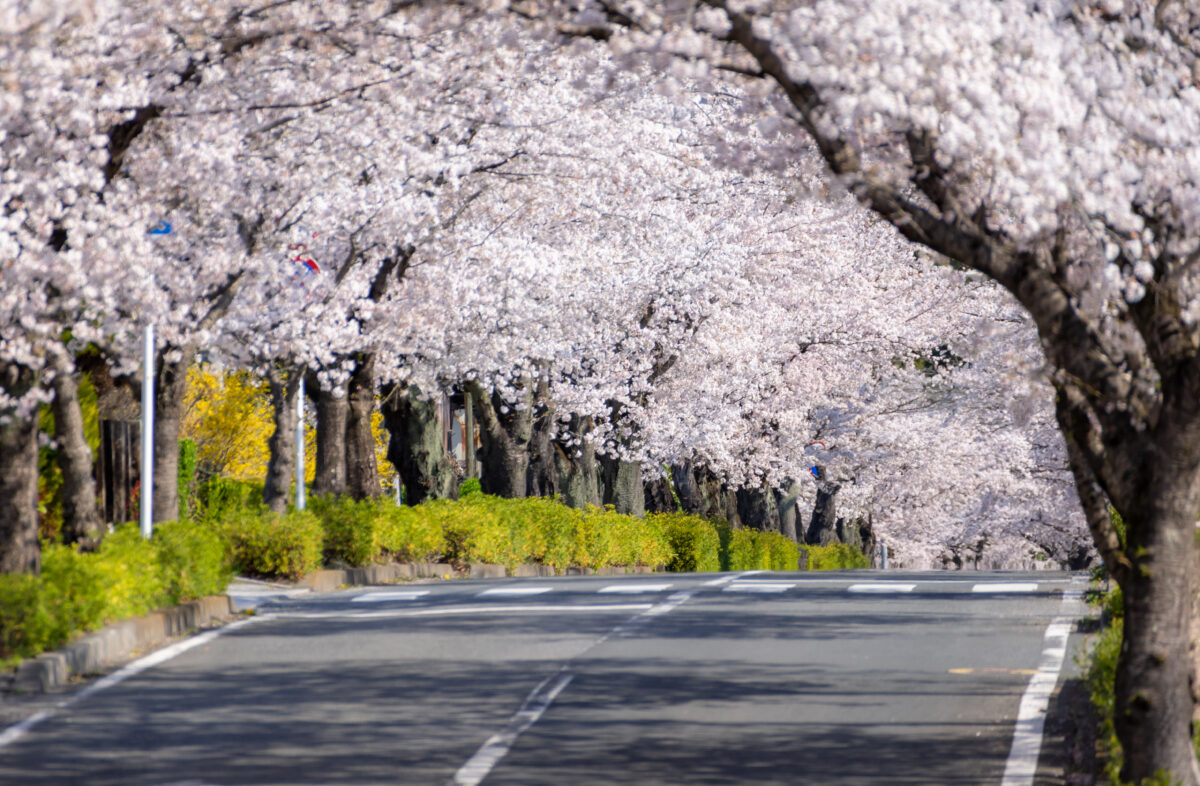 埼玉の花見はスゴいぞ！2023年春に行きたい彩の国の桜の名所10選！