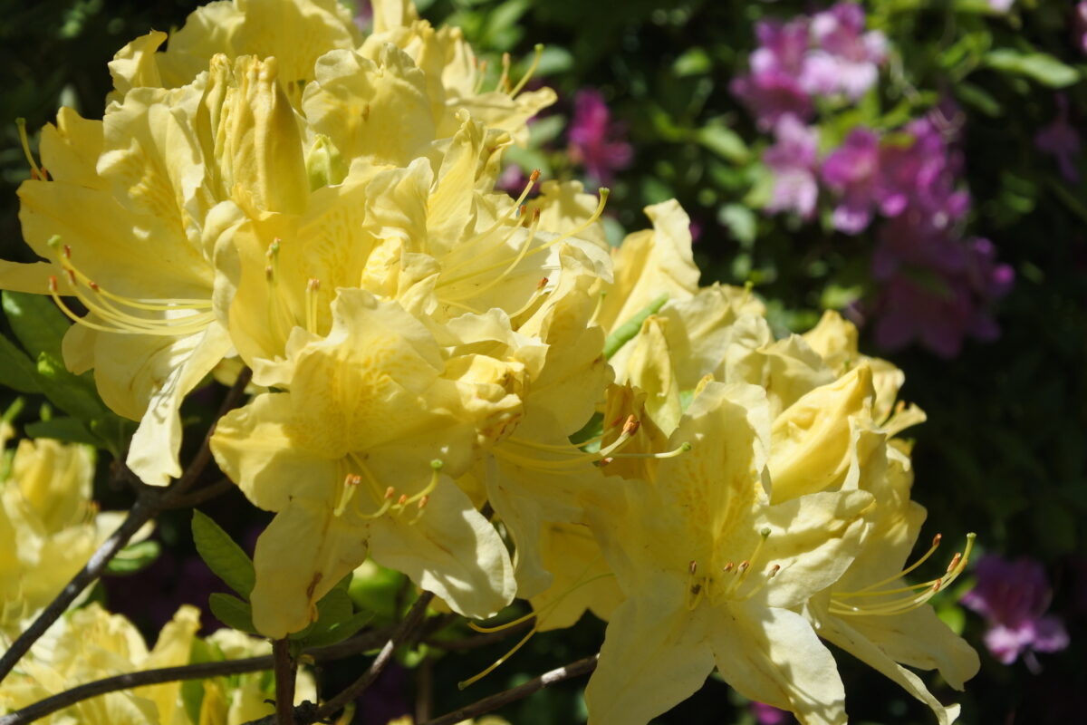 キレンゲツツジ