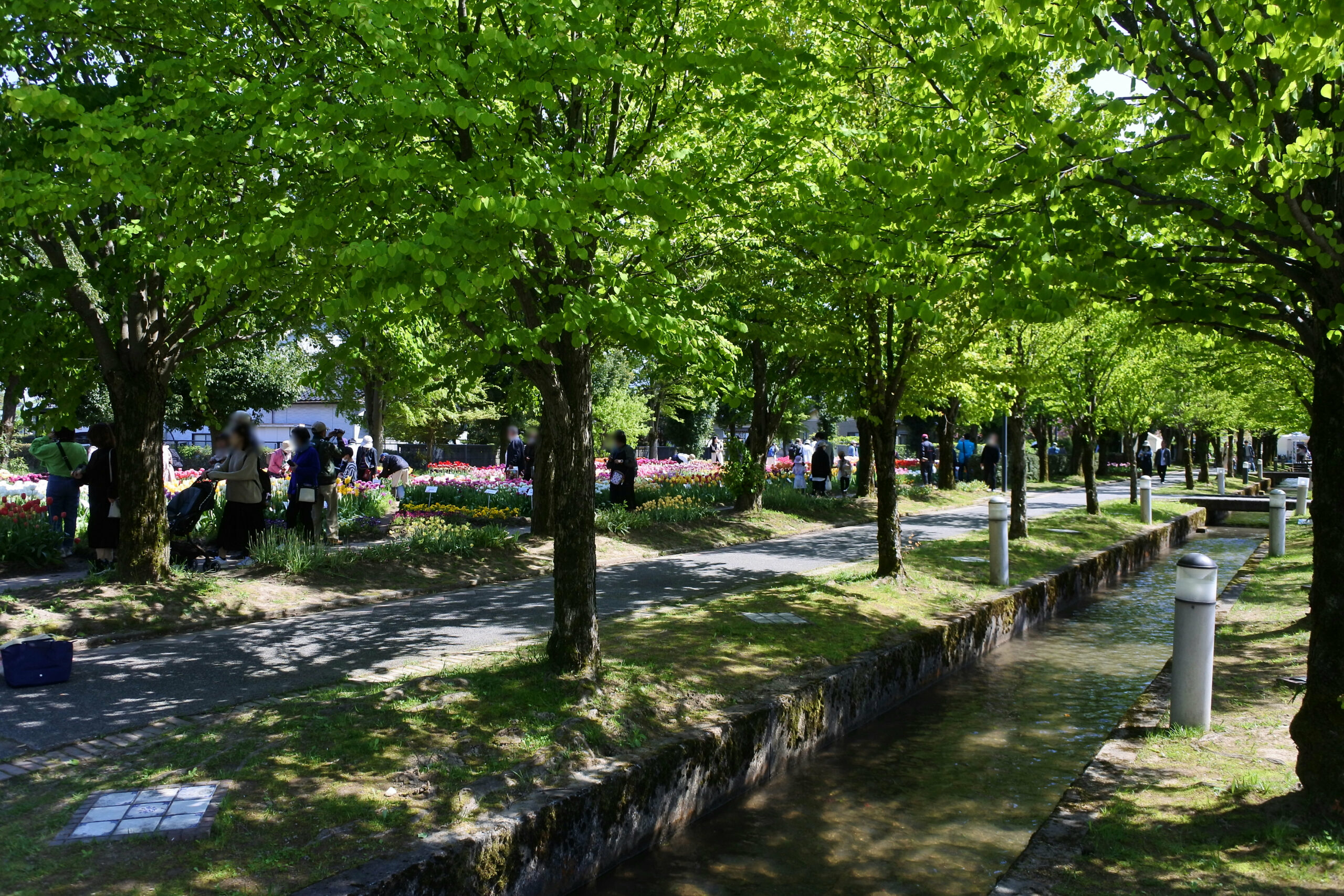 となみチューリップフェア