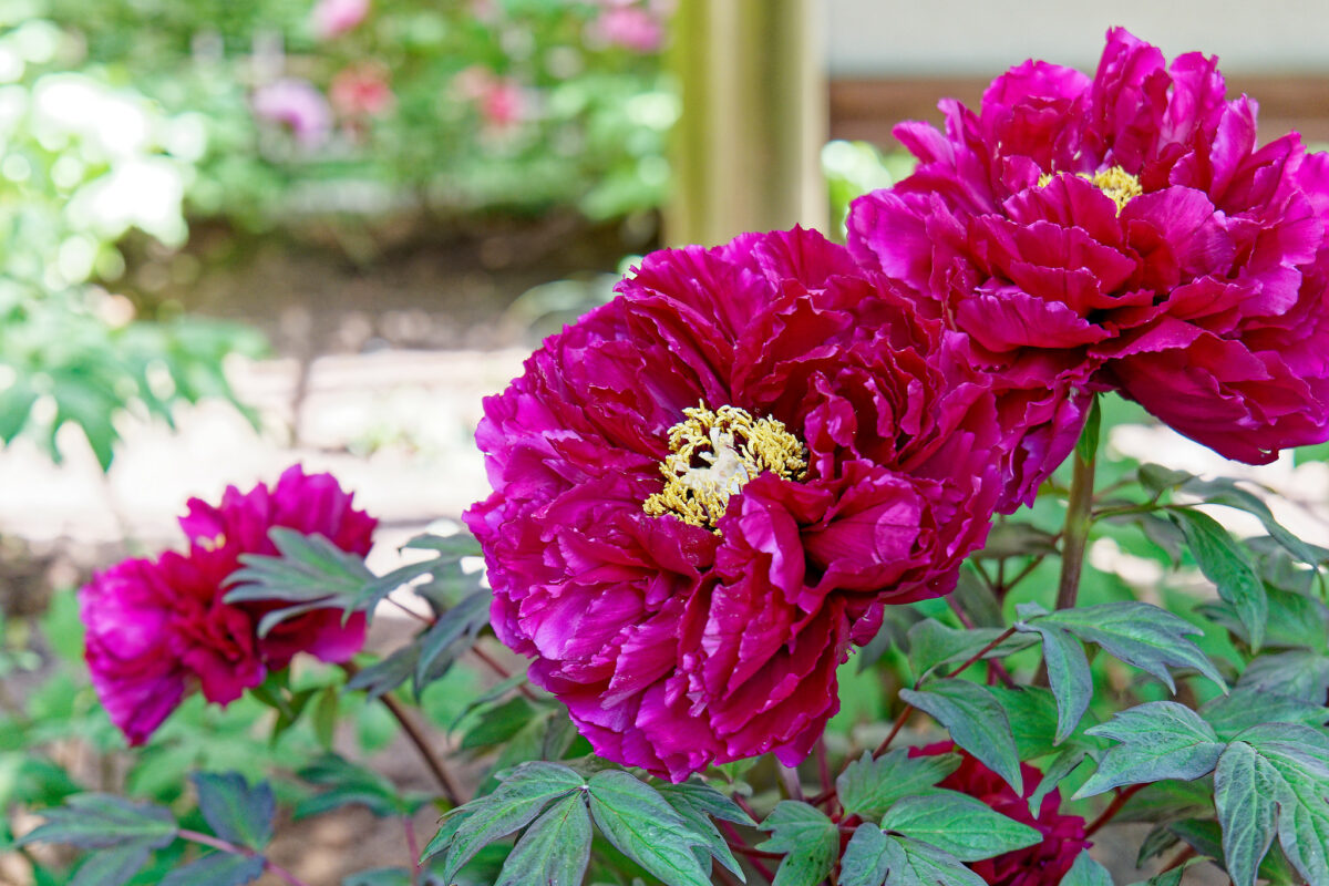上野東照宮ぼたん苑（春のぼたん祭・2023）