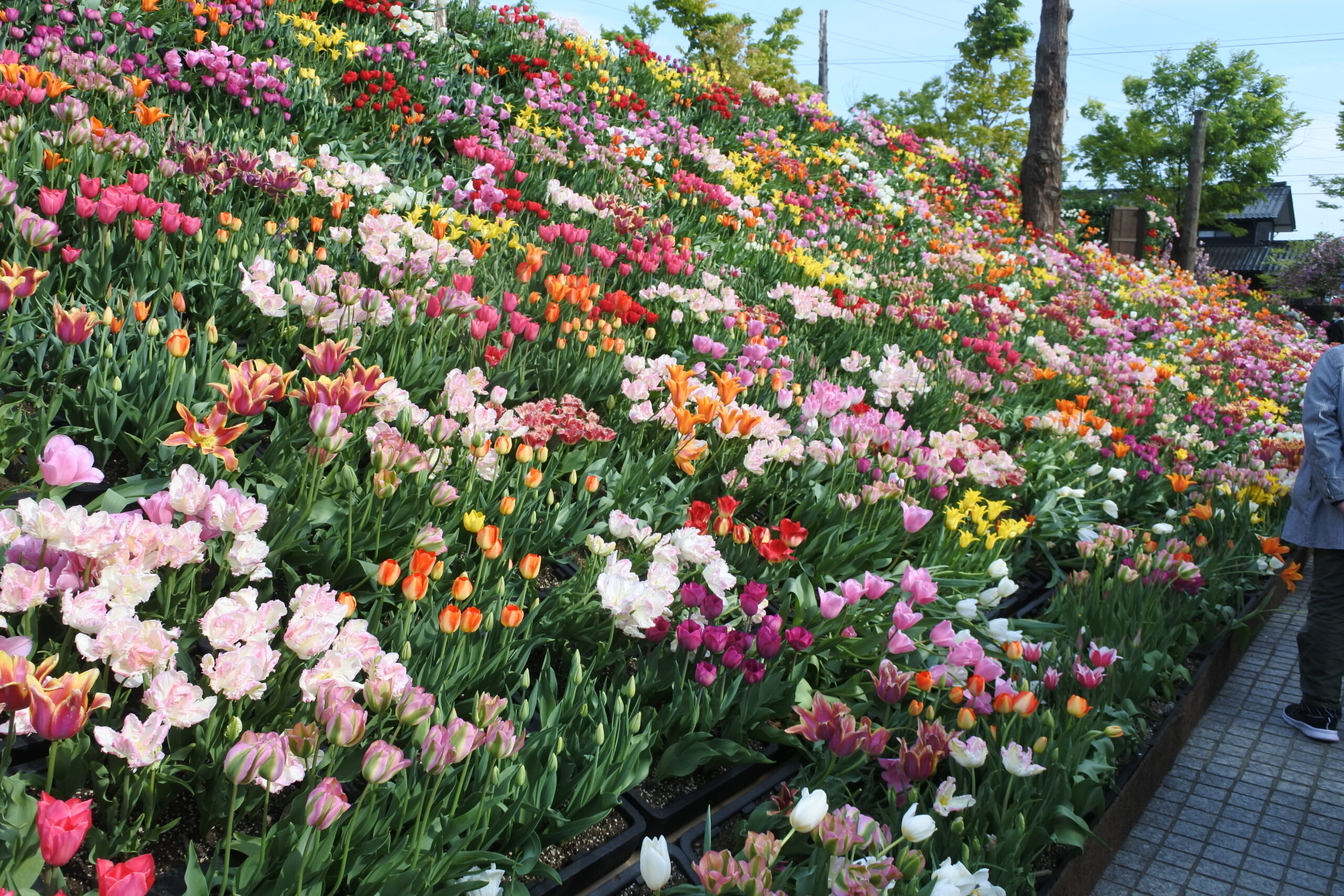 となみチューリップフェア