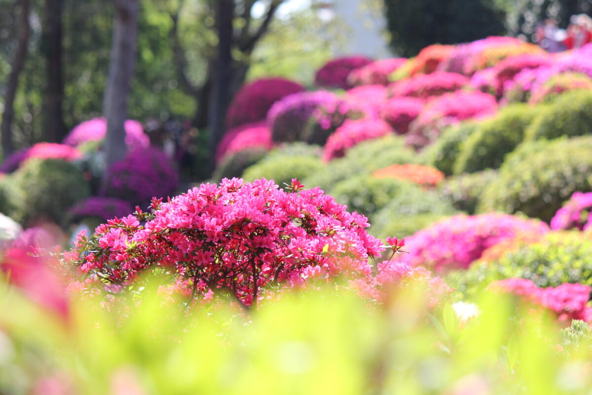 カラフルなつつじ遠景