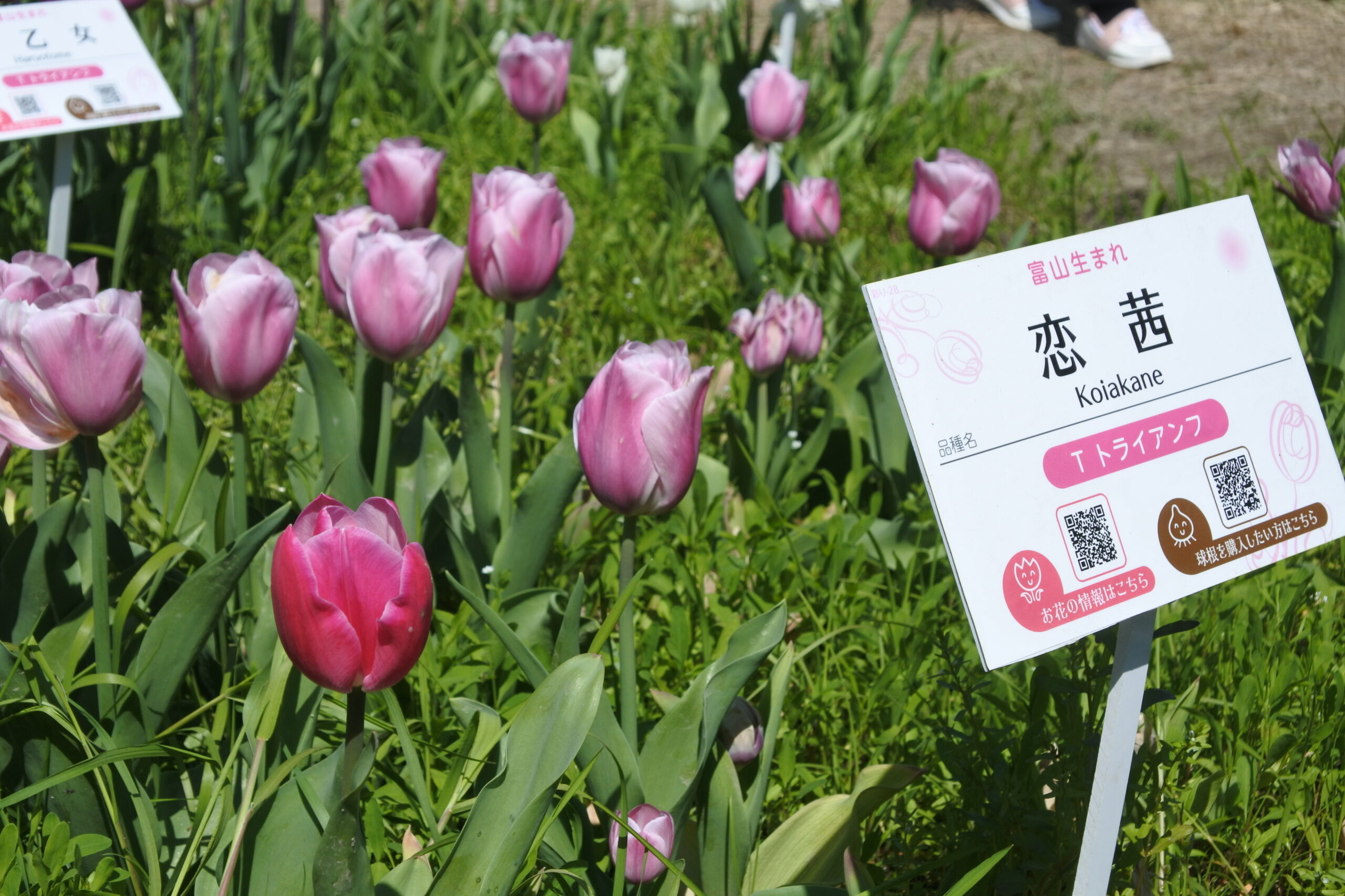 5月5日まで！300万本が咲く「2023となみチューリップフェア