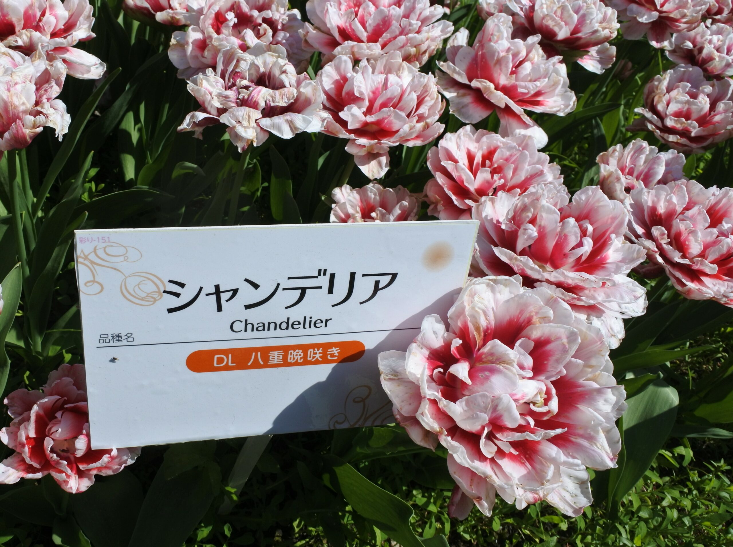 となみチューリップフェア