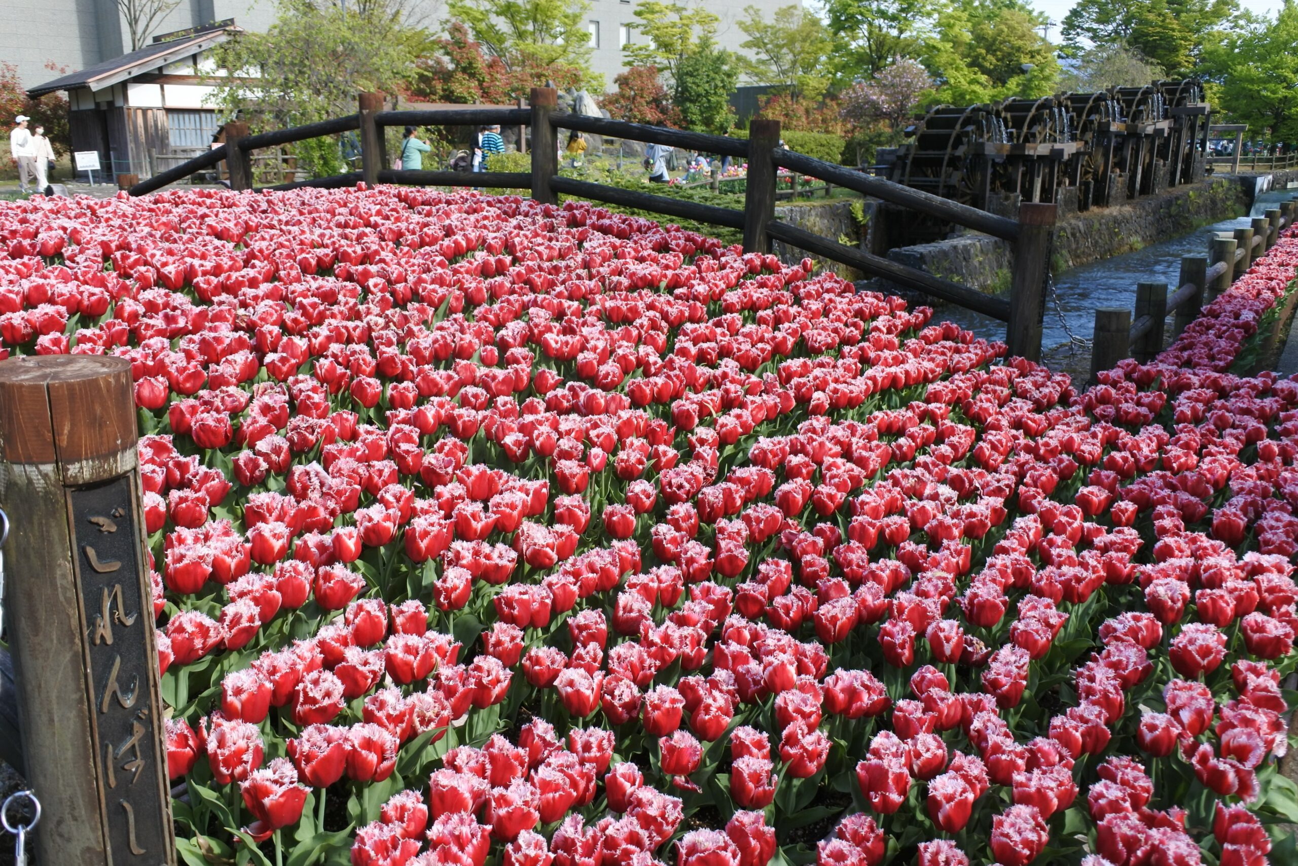 となみチューリップフェア