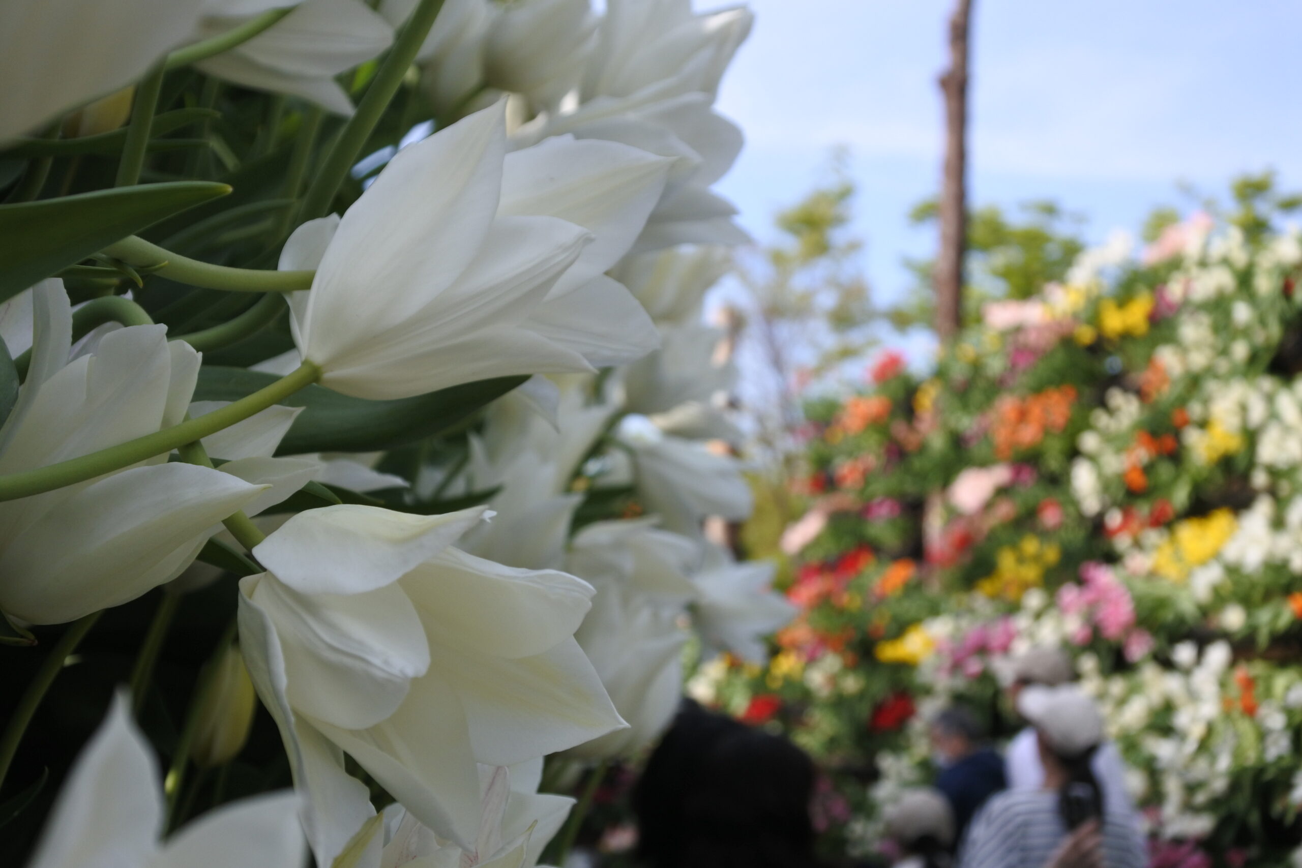 となみチューリップフェア