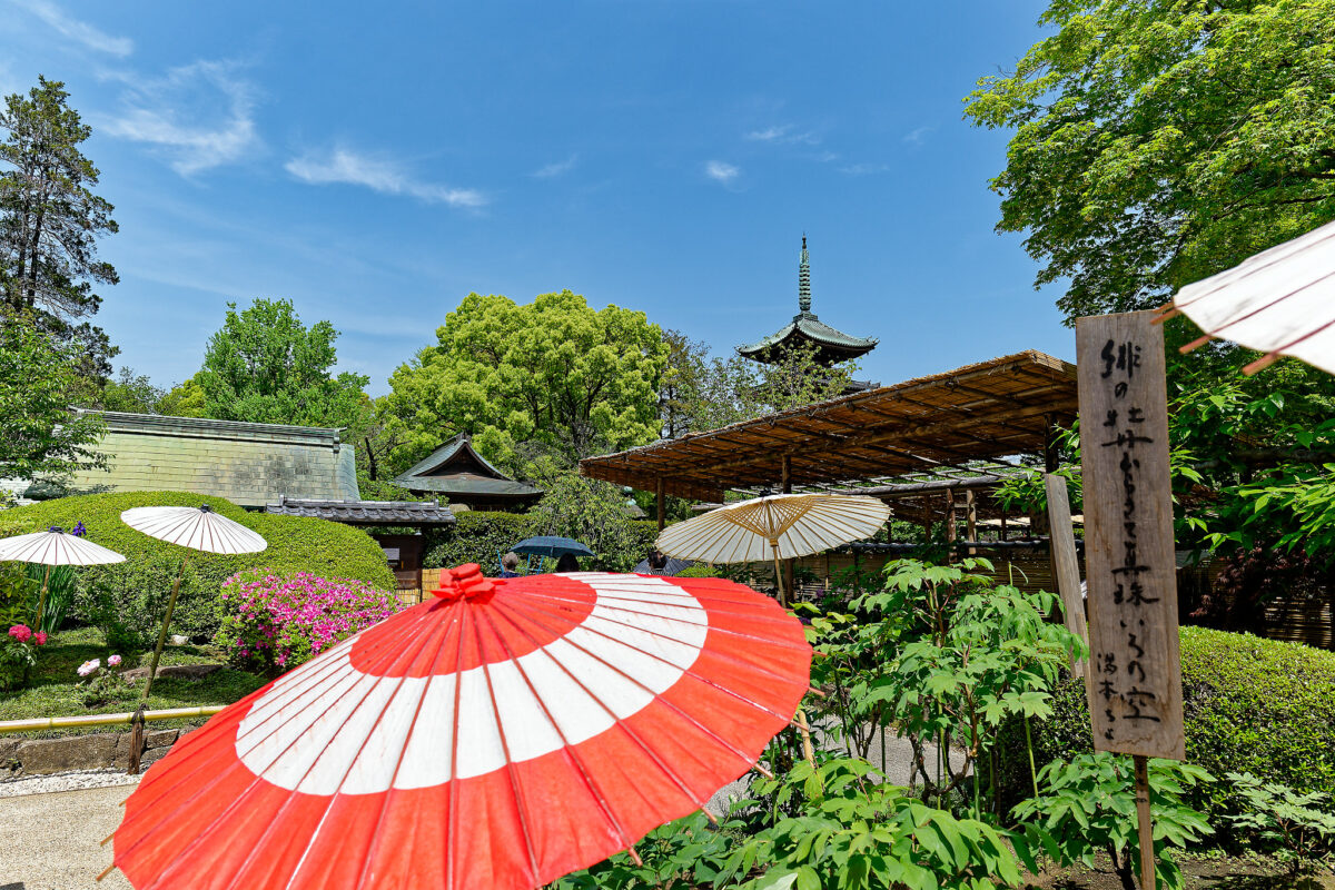 上野東照宮ぼたん苑（春のぼたん祭・2023）