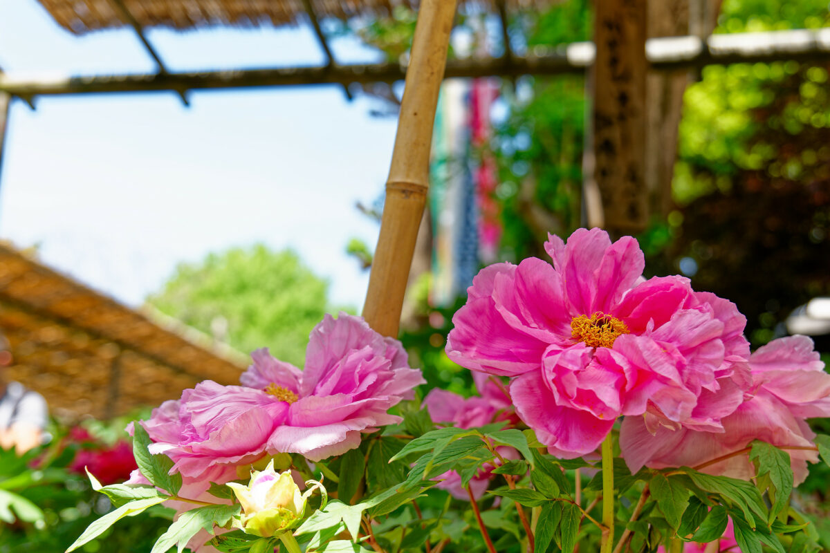 上野東照宮ぼたん苑（春のぼたん祭・2023）