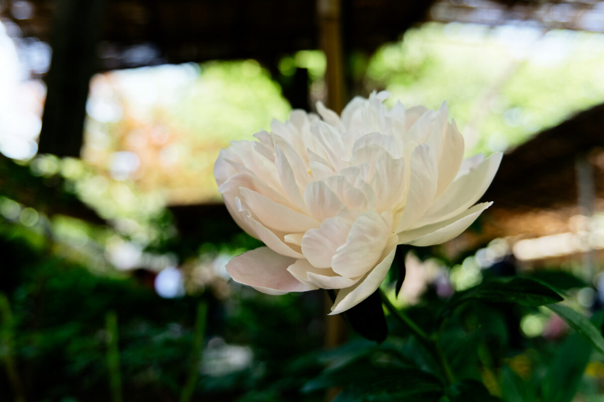 上野東照宮ぼたん苑（春のぼたん祭・2023）