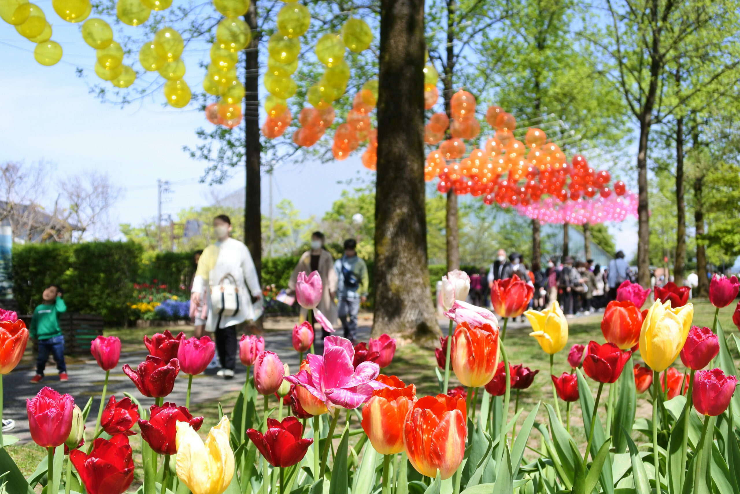 となみチューリップフェア