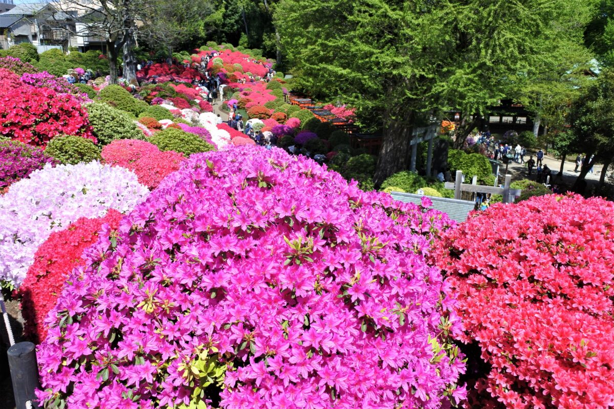 つつじ苑南側から