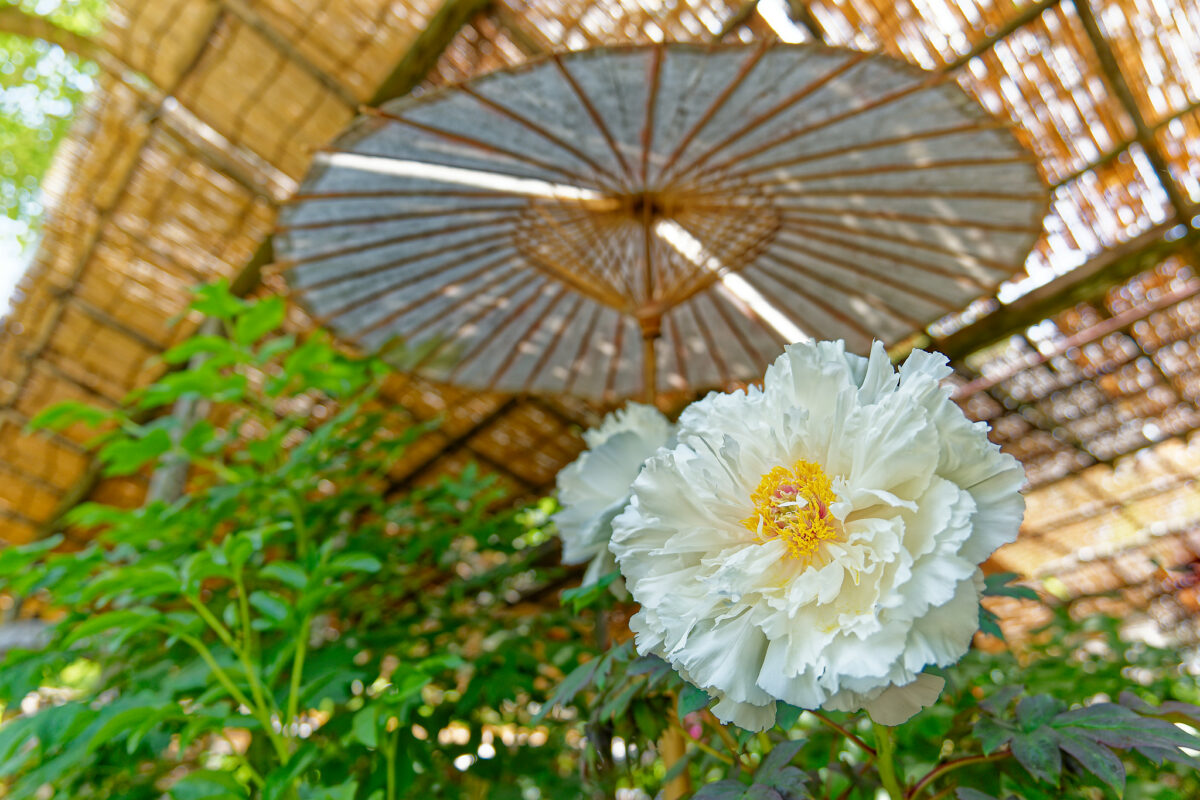 上野東照宮ぼたん苑（春のぼたん祭・2023）