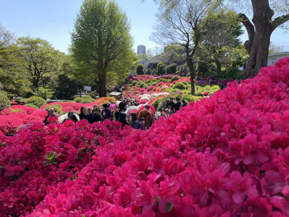 子ども目線の写真との比較