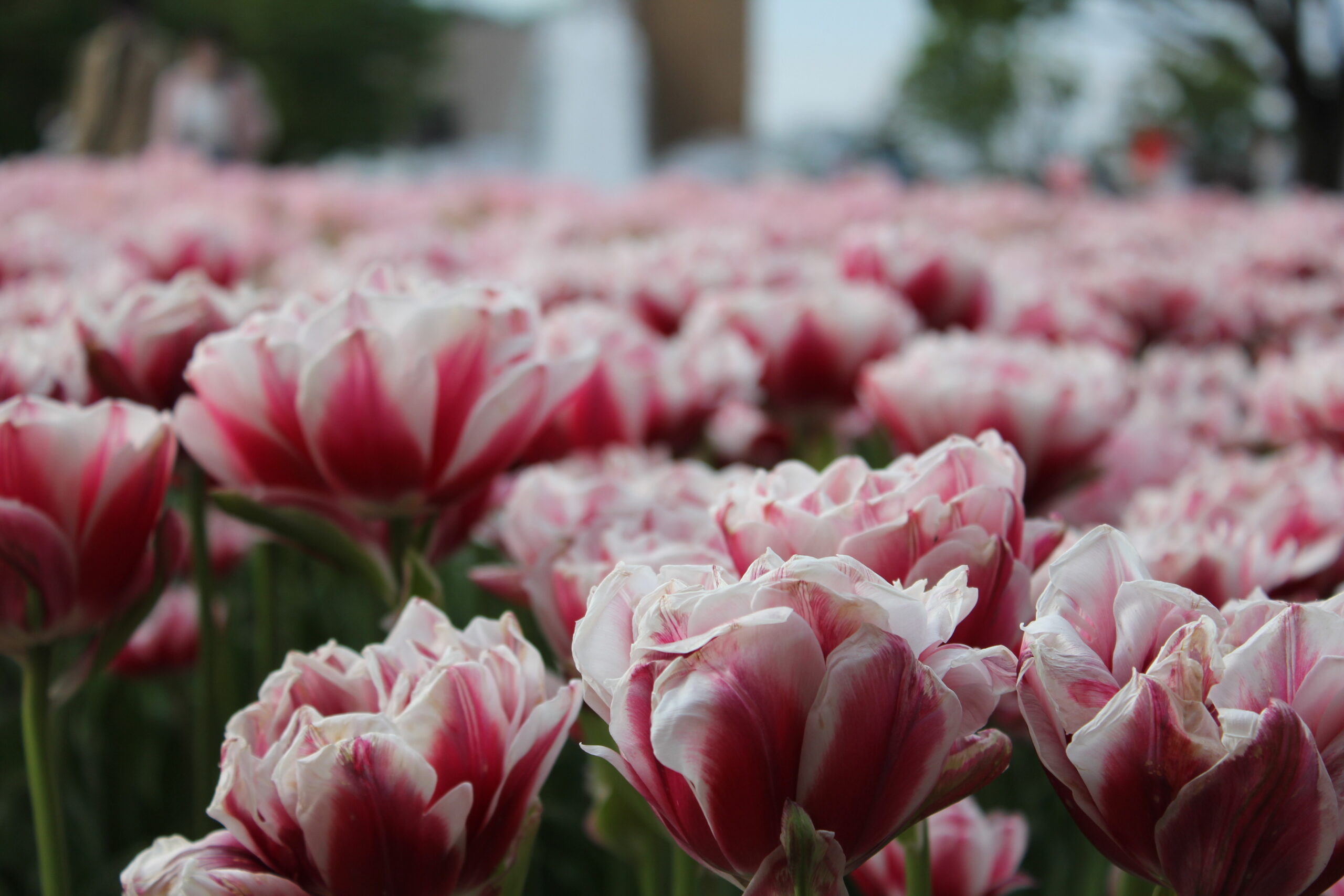 となみチューリップフェア