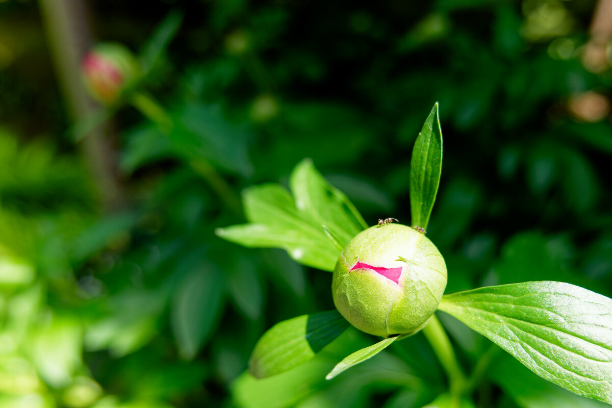 上野東照宮ぼたん苑（春のぼたん祭・2023）