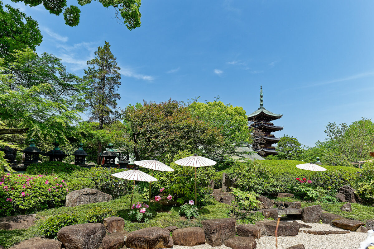 上野東照宮ぼたん苑（春のぼたん祭・2023）