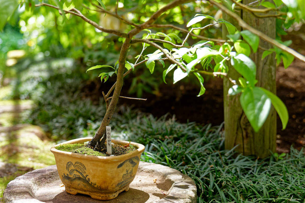 上野東照宮ぼたん苑（春のぼたん祭・2023）