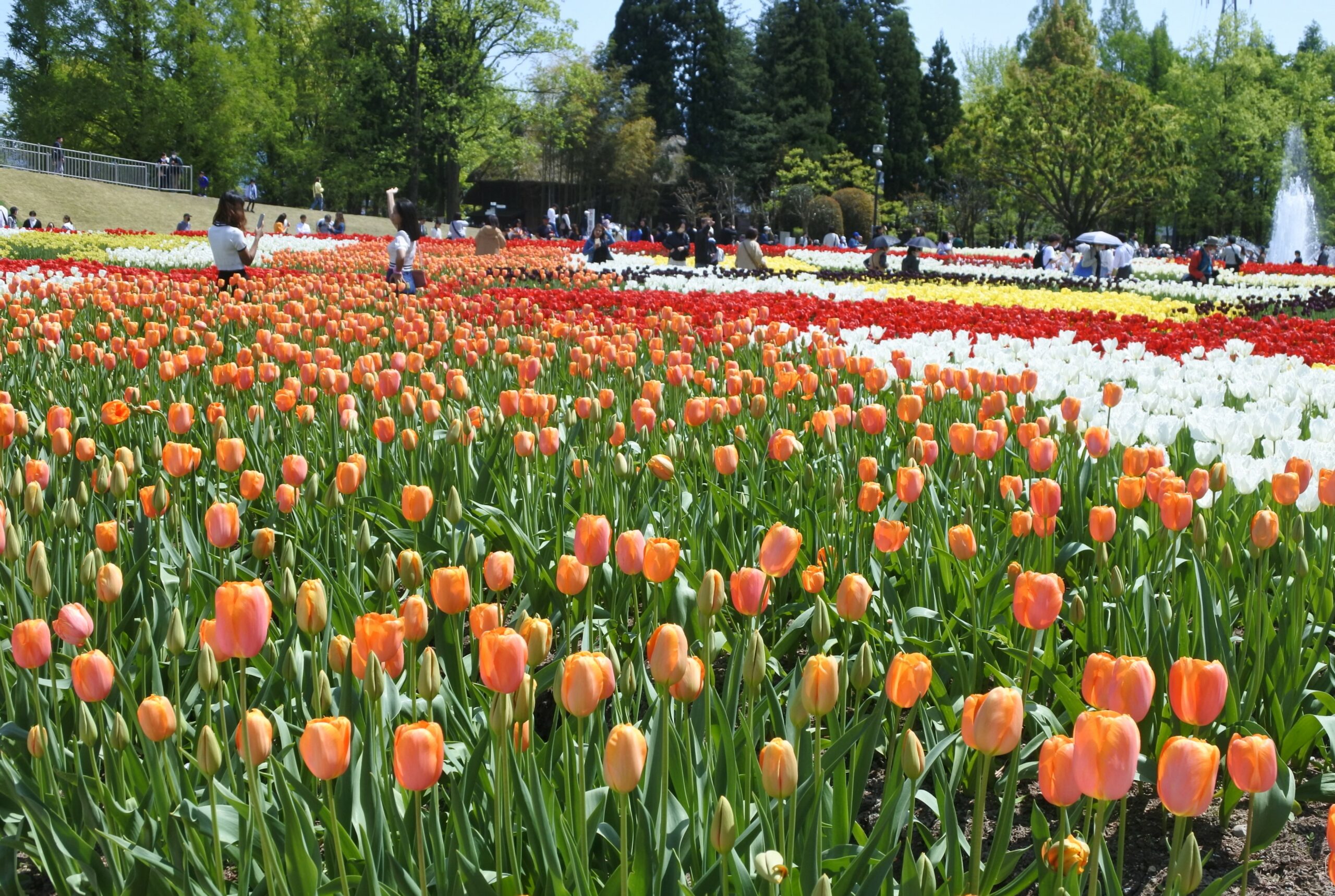 となみチューリップフェア