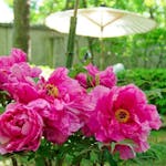 今が見頃♪遅咲き牡丹も美しい！上野東照宮ぼたん苑の「春のぼたん祭」
