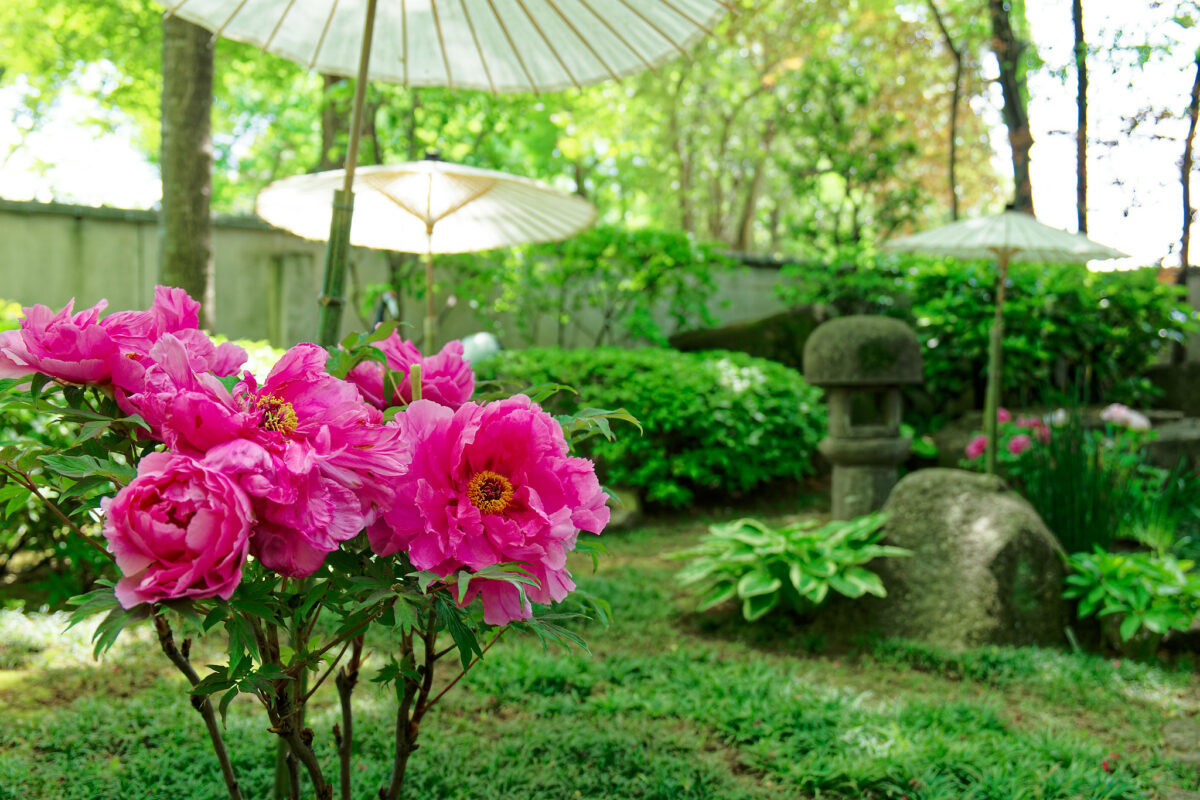 上野東照宮ぼたん苑（春のぼたん祭・2023）