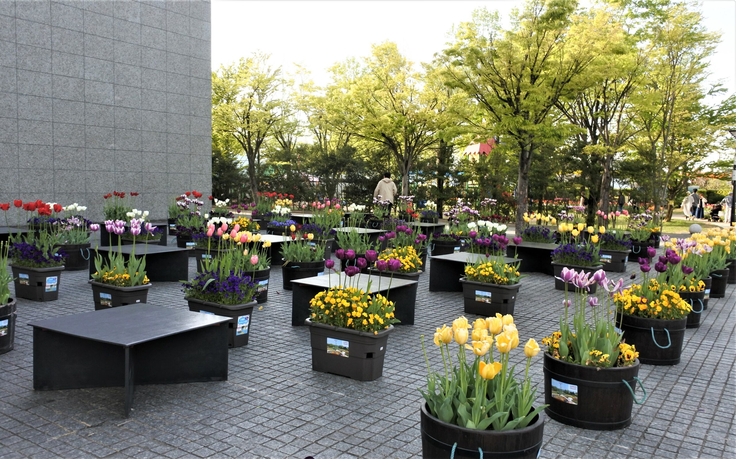 となみチューリップフェア