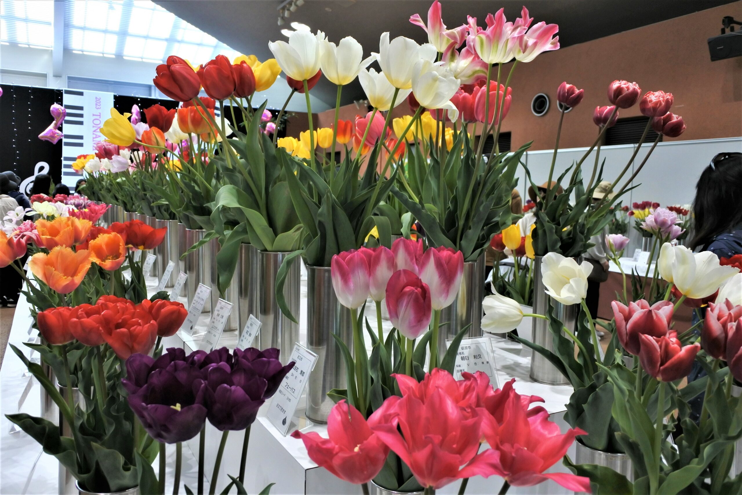 となみチューリップフェア