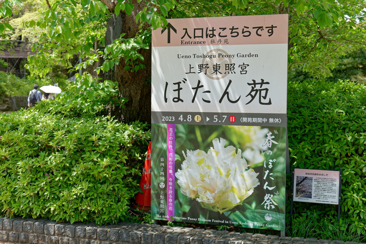 上野東照宮ぼたん苑（春のぼたん祭・2023）