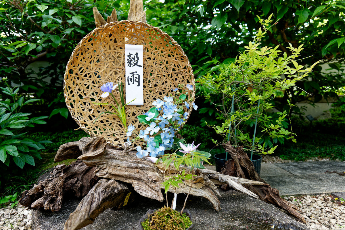 上野東照宮ぼたん苑（春のぼたん祭・2023）