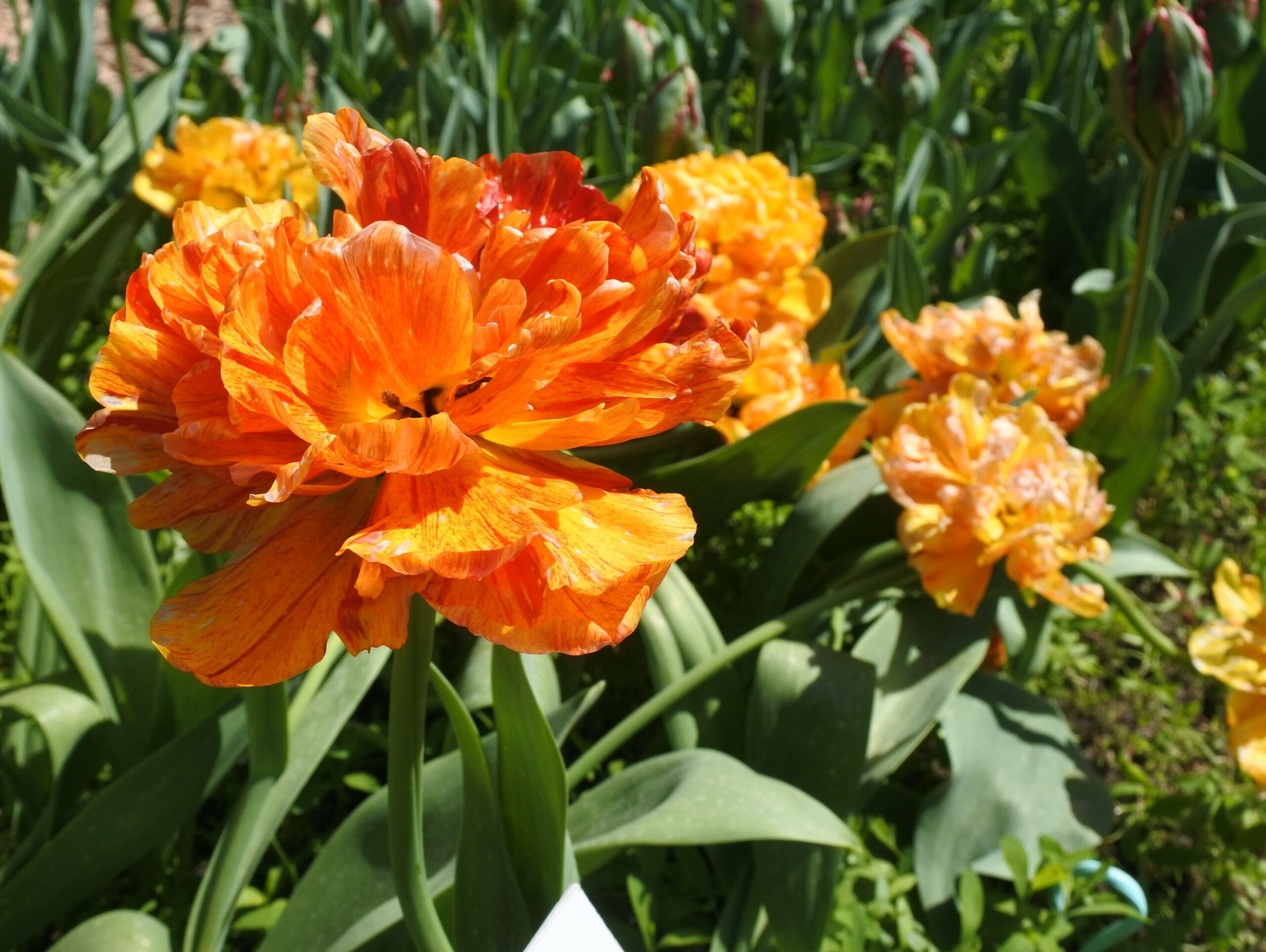 となみチューリップフェア