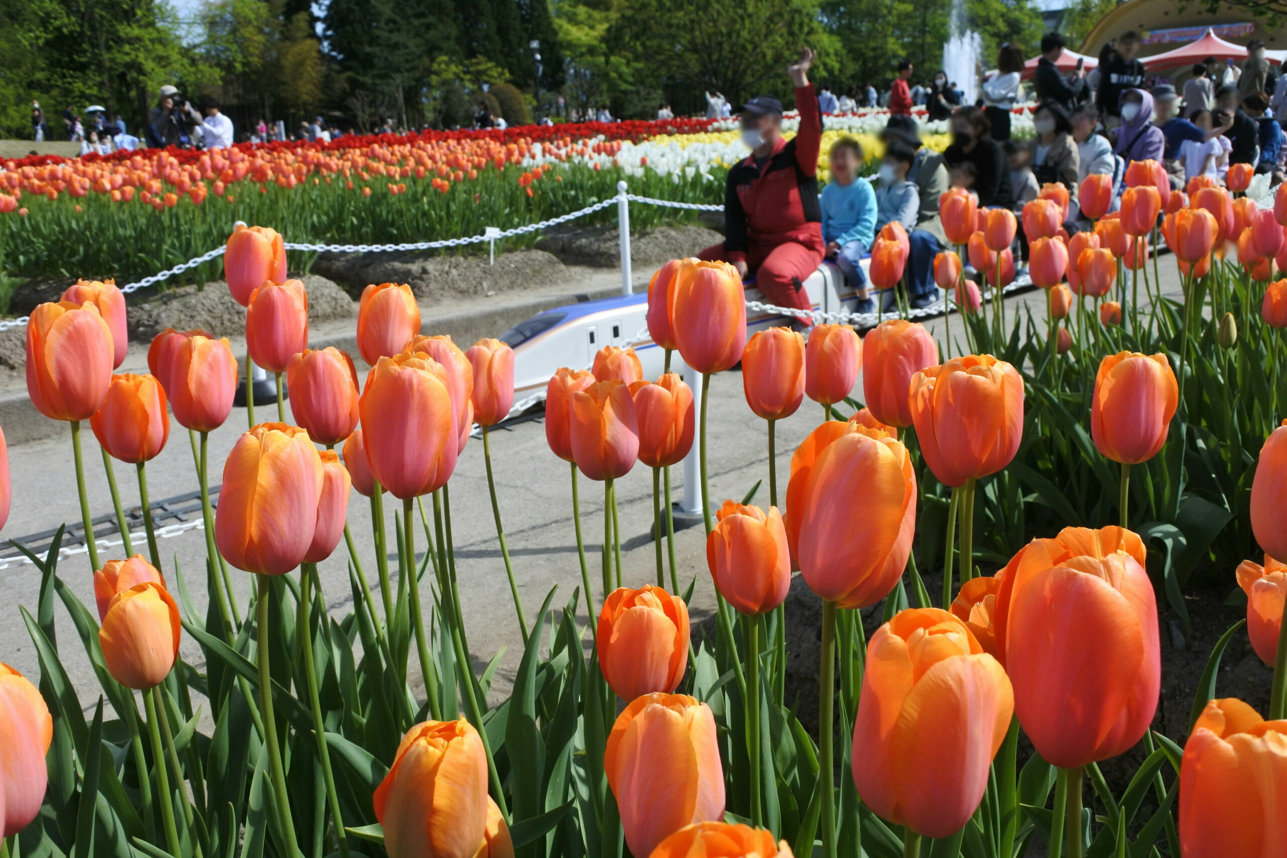 となみチューリップフェア