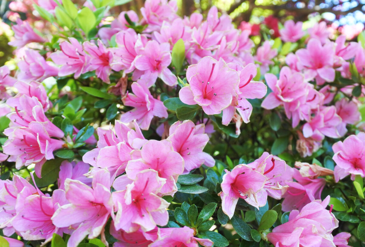 ピンクのつつじ