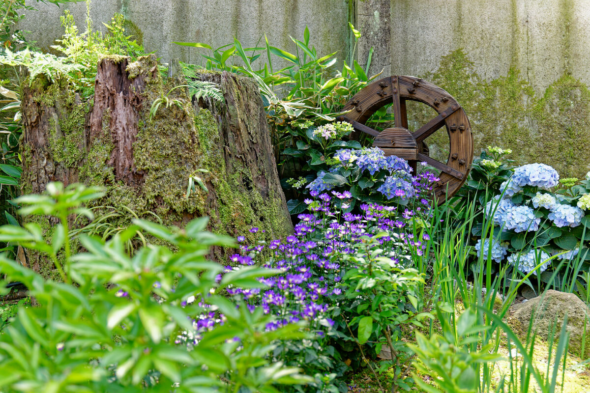 上野東照宮ぼたん苑（春のぼたん祭・2023）