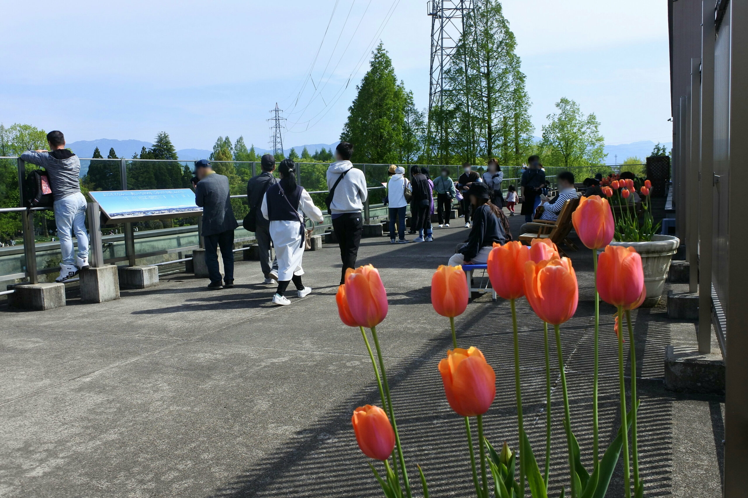 となみチューリップフェア