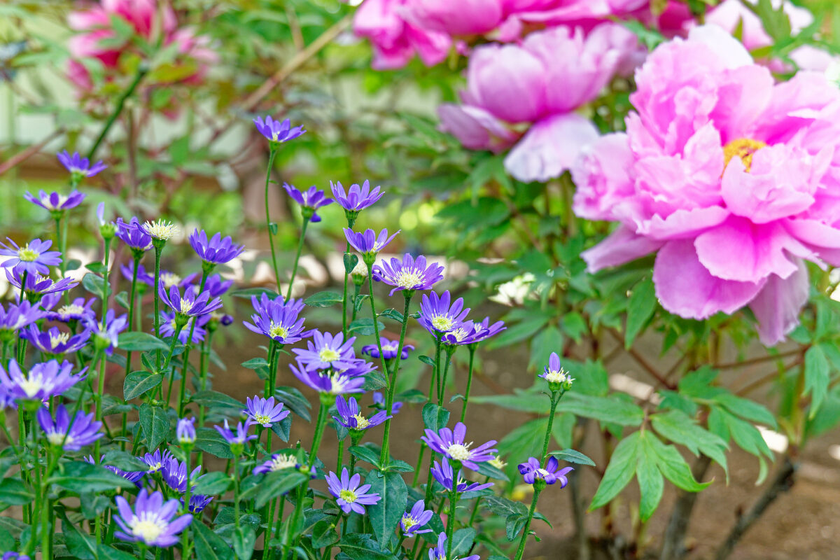 上野東照宮ぼたん苑（春のぼたん祭・2023）