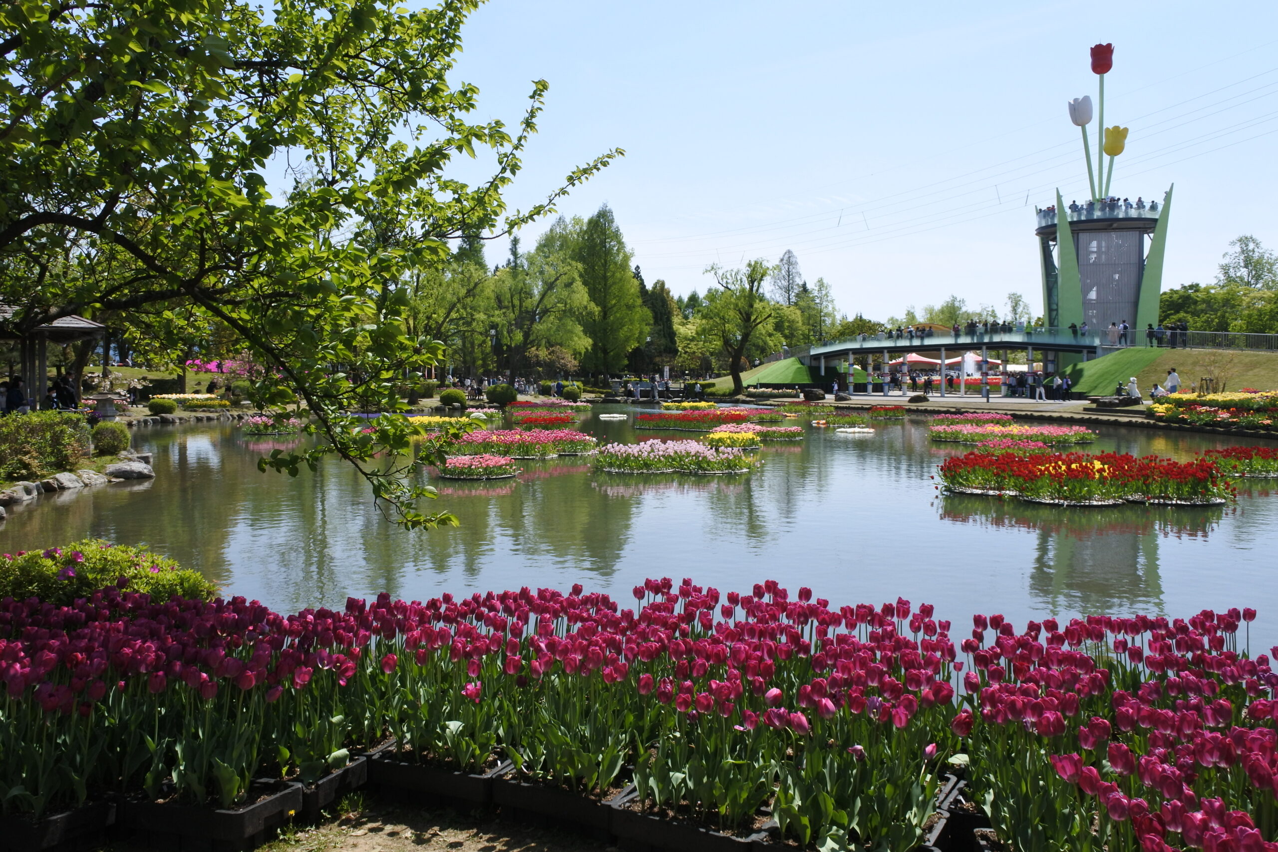 となみチューリップフェア