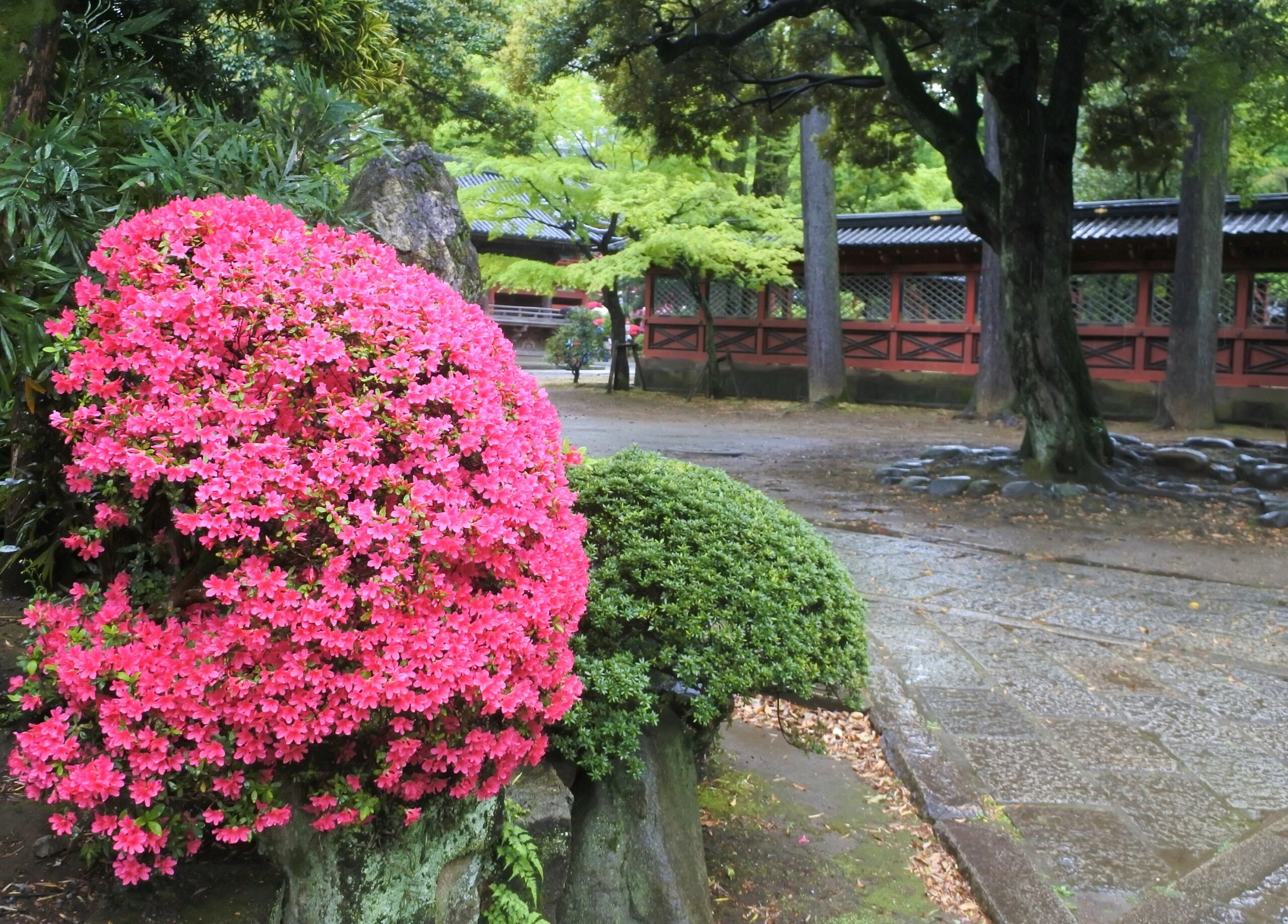 文京つつじまつり4/15