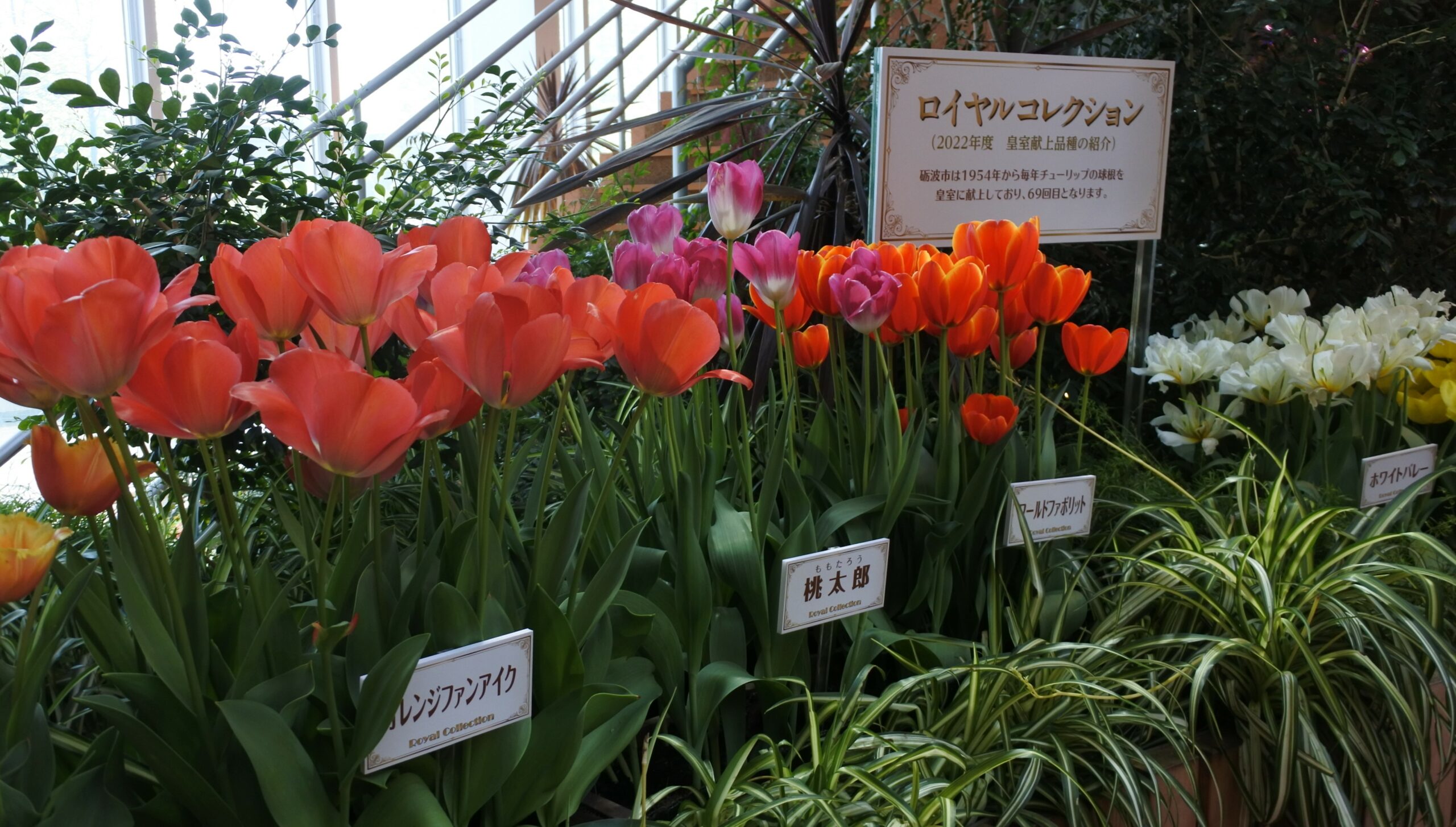 となみチューリップフェア