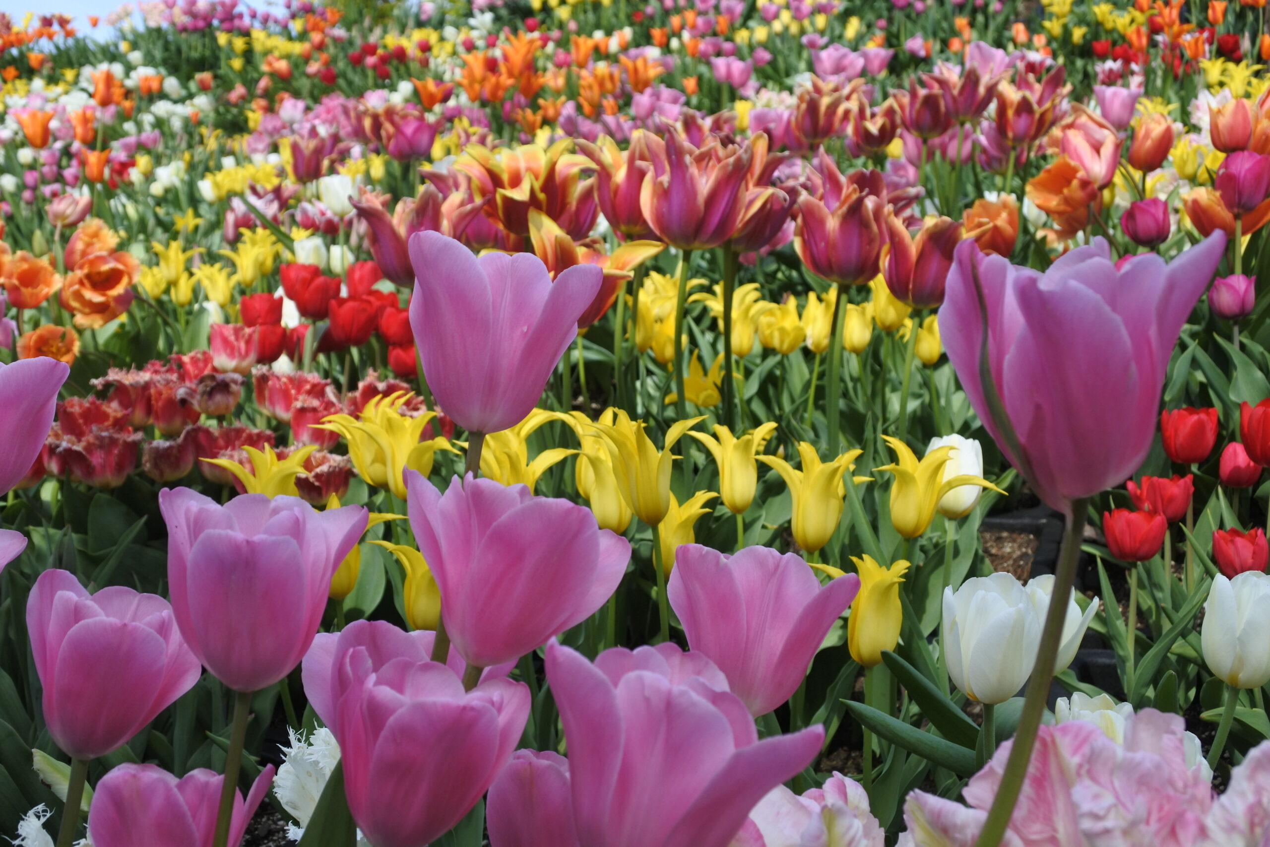 となみチューリップフェア