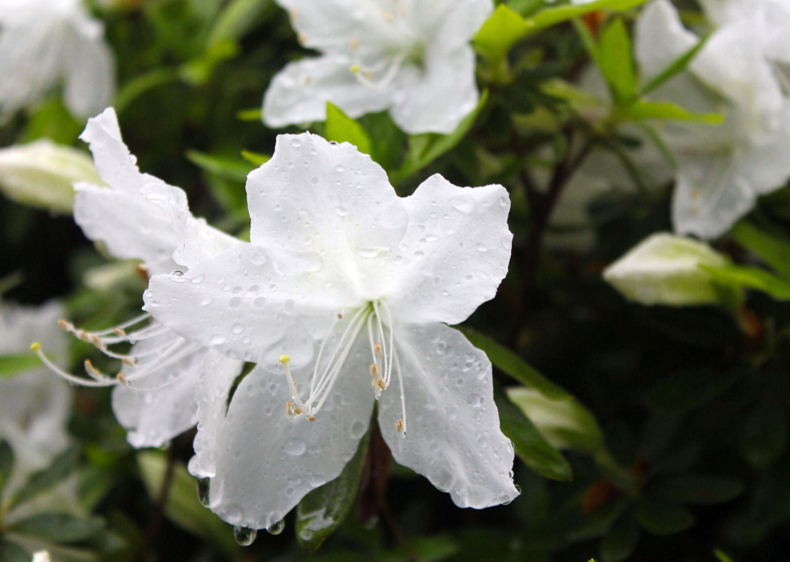 文京つつじまつり4/15